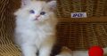 😍”Yack” Ragdoll Boy!😍💖