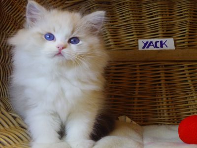 😍”Yack” Ragdoll Boy!😍💖