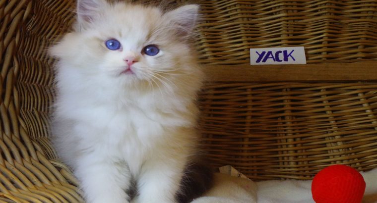 😍”Yack” Ragdoll Boy!😍💖