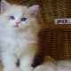 😍”Yack” Ragdoll Boy!😍💖
