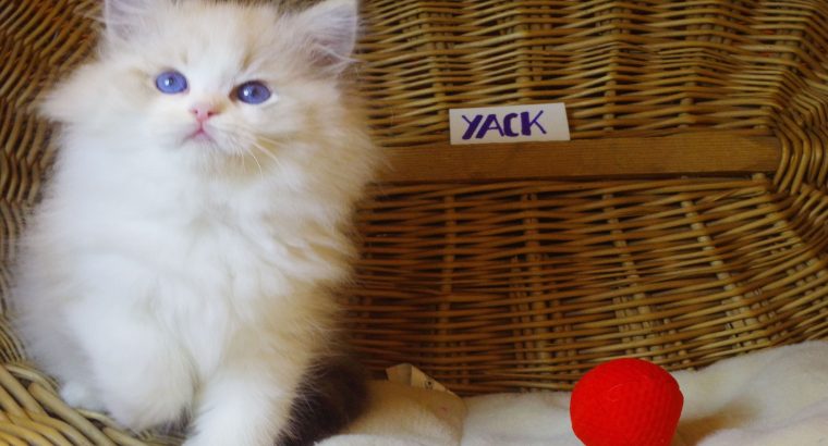 😍”Yack” Ragdoll Boy!😍💖