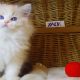 😍”Yack” Ragdoll Boy!😍💖