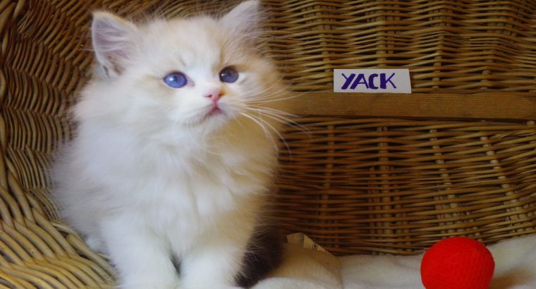 😍”Yack” Ragdoll Boy!😍💖