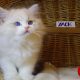 😍”Yack” Ragdoll Boy!😍💖