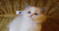 „Yankee” Ragdoll Boy!😇😍💖Blue