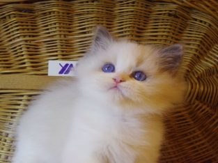 „Yankee” Ragdoll Boy!😇😍💖Blue