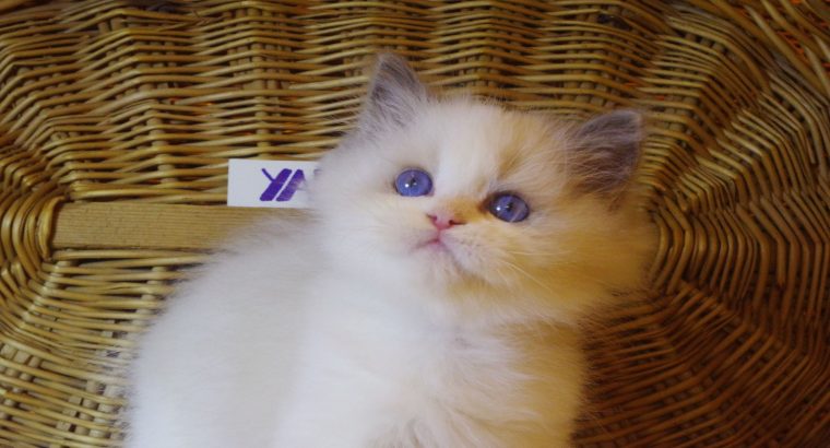 „Yankee” Ragdoll Boy!😇😍💖Blue
