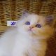 „Yankee” Ragdoll Boy!😇😍💖Blue