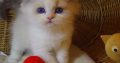 „Yankee” Ragdoll Boy!😇😍💖Blue