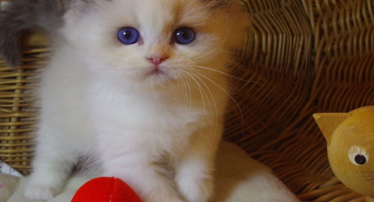 „Yankee” Ragdoll Boy!😇😍💖Blue
