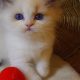 „Yankee” Ragdoll Boy!😇😍💖Blue