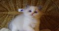 „Yankee” Ragdoll Boy!😇😍💖Blue