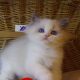 „Yankee” Ragdoll Boy!😇😍💖Blue