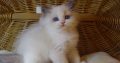 „Yankee” Ragdoll Boy!😇😍💖Blue