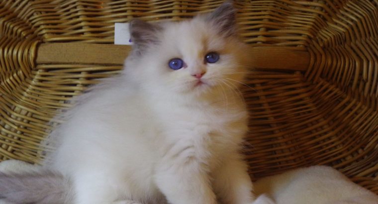 „Yankee” Ragdoll Boy!😇😍💖Blue