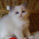 „Yankee” Ragdoll Boy!😇😍💖Blue