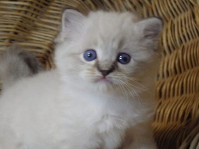 😻”Zack” Ragdoll Boy!😇😍😻💖