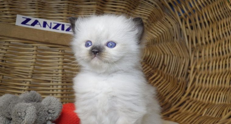 Ragdoll Boyl ++Seal Point! Tovább