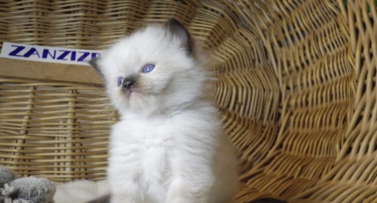 Ragdoll Boyl ++Seal Point! Tovább