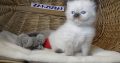 Ragdoll Boyl ++Seal Point! Tovább