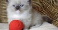 😍”Zox” Ragdoll Boy 😇Seal Mitted!