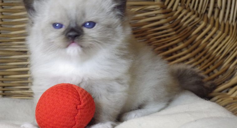 😍”Zox” Ragdoll Boy 😇Seal Mitted!
