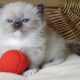😍”Zox” Ragdoll Boy 😇Seal Mitted!