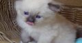 😍”Zox” Ragdoll Boy 😇Seal Mitted!