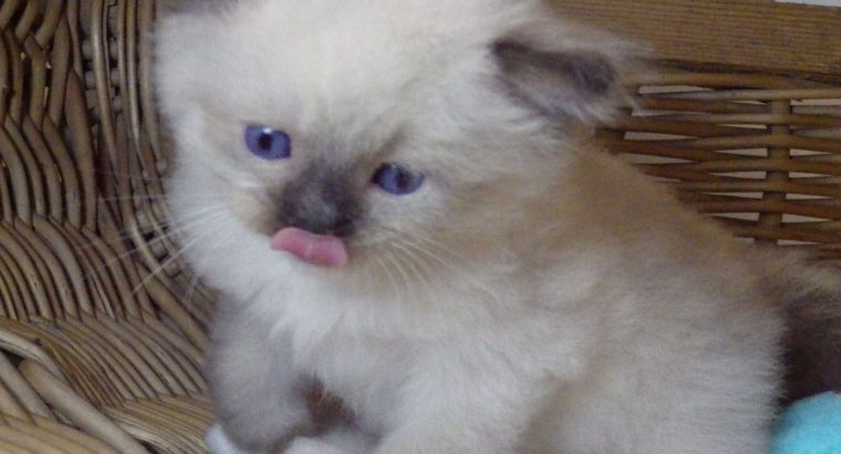 😍”Zox” Ragdoll Boy 😇Seal Mitted!