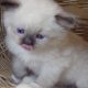 😍”Zox” Ragdoll Boy 😇Seal Mitted!