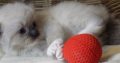 😍”Zox” Ragdoll Boy 😇Seal Mitted!