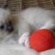 😍”Zox” Ragdoll Boy 😇Seal Mitted!