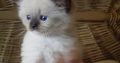 😍”Zox” Ragdoll Boy 😇Seal Mitted!