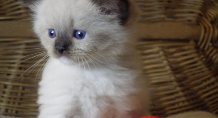 😍”Zox” Ragdoll Boy 😇Seal Mitted!