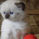 😍”Zox” Ragdoll Boy 😇Seal Mitted!