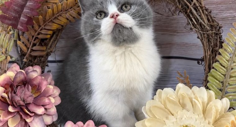 Kék bicolour kandúr