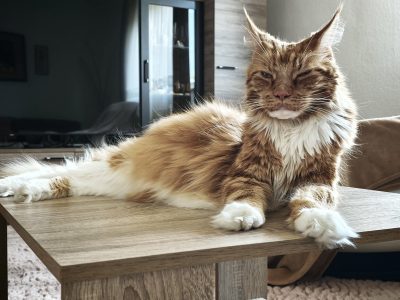 Maine Coon kandúr gazdit keres