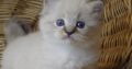😍😍„Zox” Ragdoll Boy 😇😇