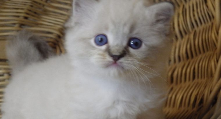 😍😍„Zox” Ragdoll Boy 😇😇