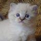 😍😍„Zox” Ragdoll Boy 😇😇