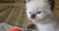 đâZanzibarâ Ragdoll Boy!đđđ…