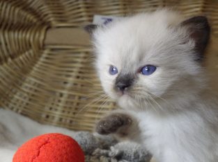 😍”Zanzibar” Ragdoll Boy!😇😍💖…