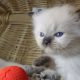 😍”Zanzibar” Ragdoll Boy!😇😍💖…