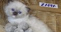 😍”Zappa” Ragdoll Boy!😇😍💖