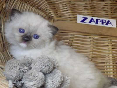 😍”Zappa” Ragdoll Boy!😇😍💖
