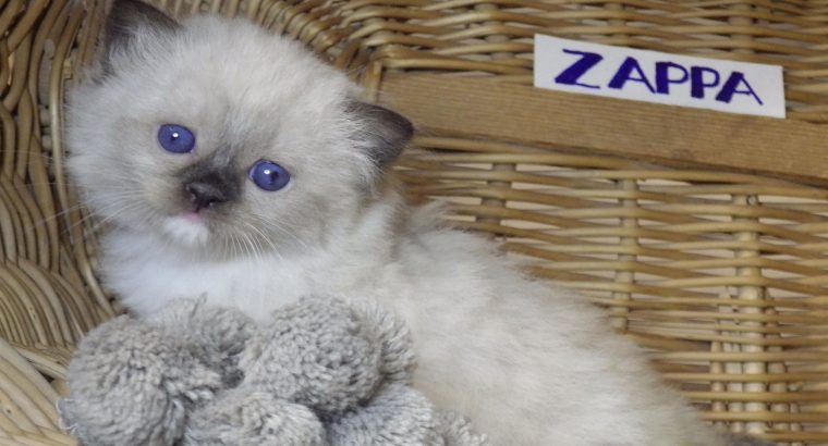 😍”Zappa” Ragdoll Boy!😇😍💖