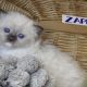 😍”Zappa” Ragdoll Boy!😇😍💖
