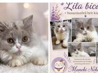 Lila bicolor brit kislàny