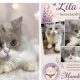 Lila bicolor brit kislàny