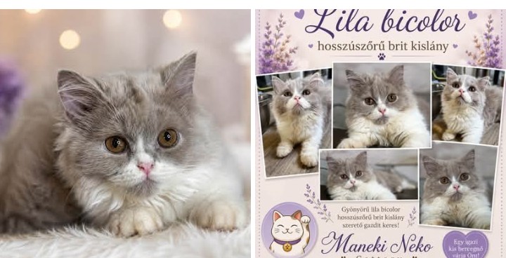 Lila bicolor brit kislàny